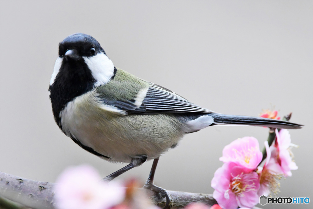 梅の花咲く頃に来た四十雀さん