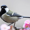 梅の花咲く頃に来た四十雀さん