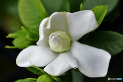 庭咲いた白い花 23-224