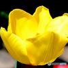 黄色のチューリップの花一輪咲きました