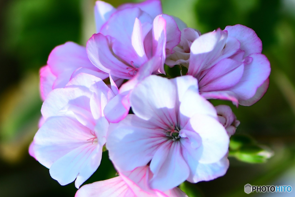 庭に咲いた花  21-600