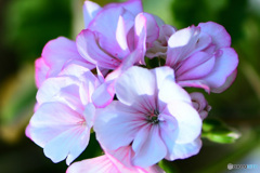 庭に咲いた花  21-600