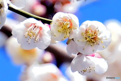白梅の花と青空 