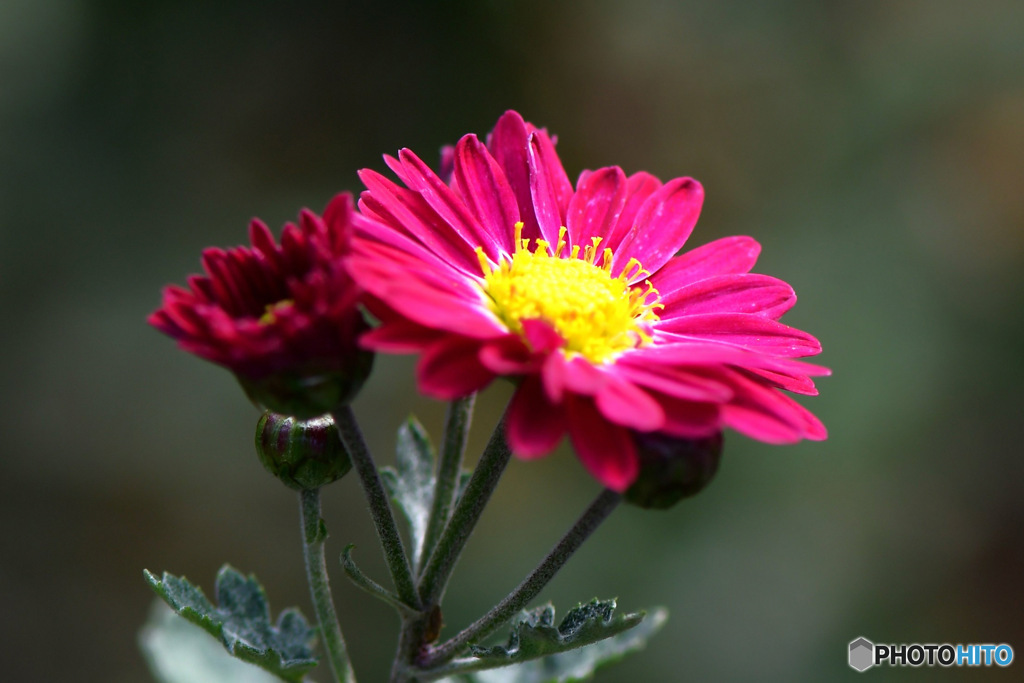 冬に咲いた小菊の花