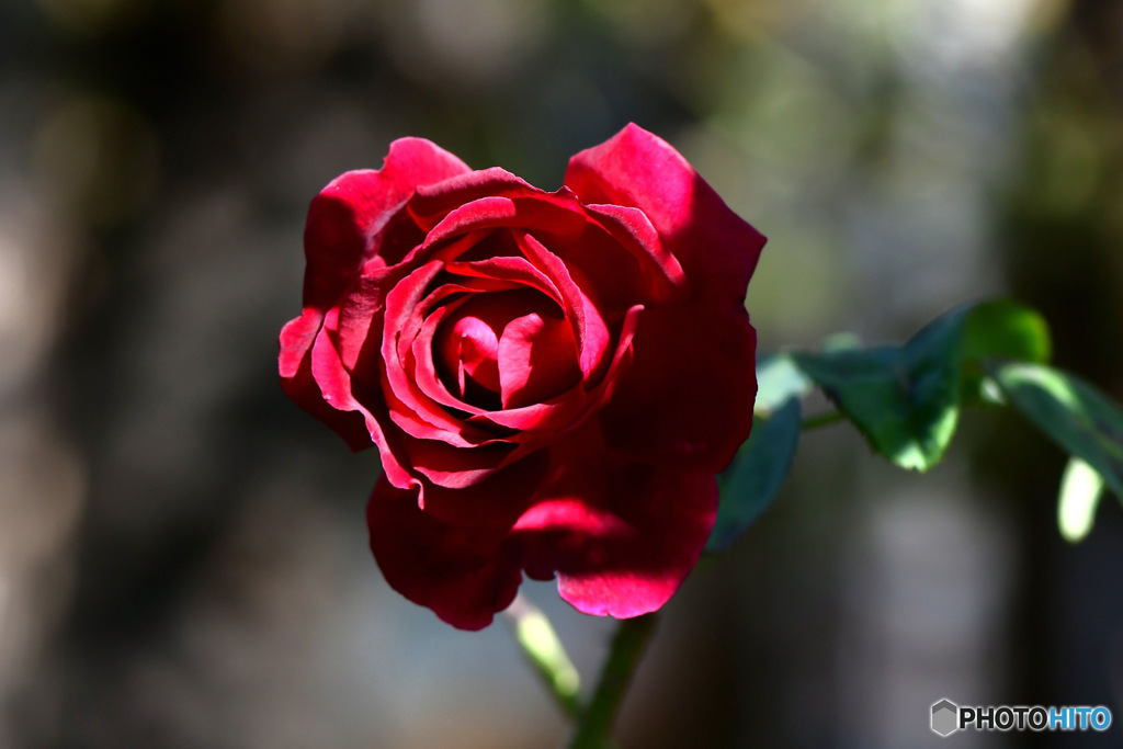 開花した赤いバラの花 