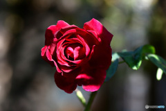 開花した赤いバラの花 