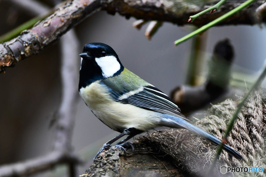 野山の鳥  四十雀さん  
