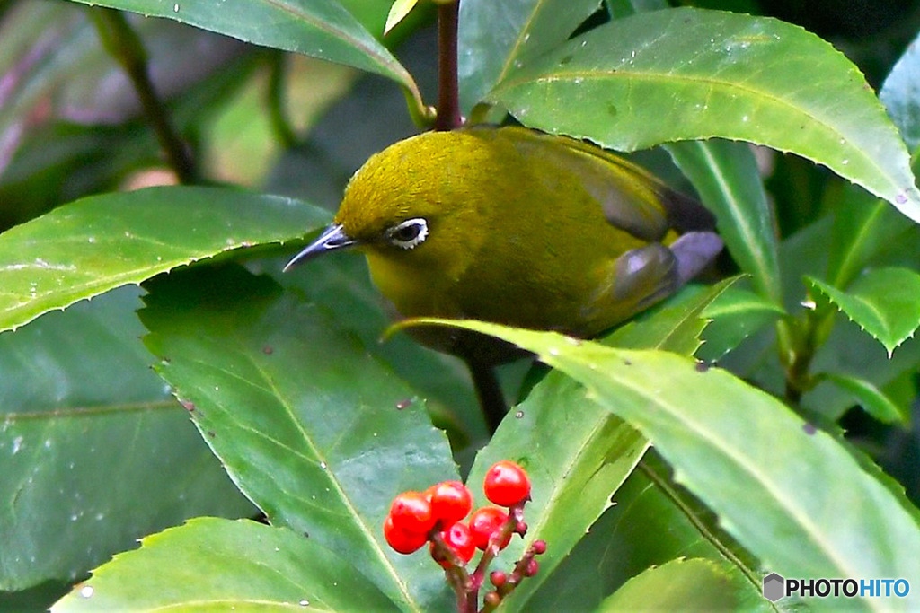 センリョウに隠れるメジ君