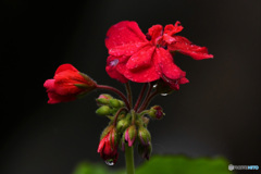 雨の日のゼラニュームの花 22-335