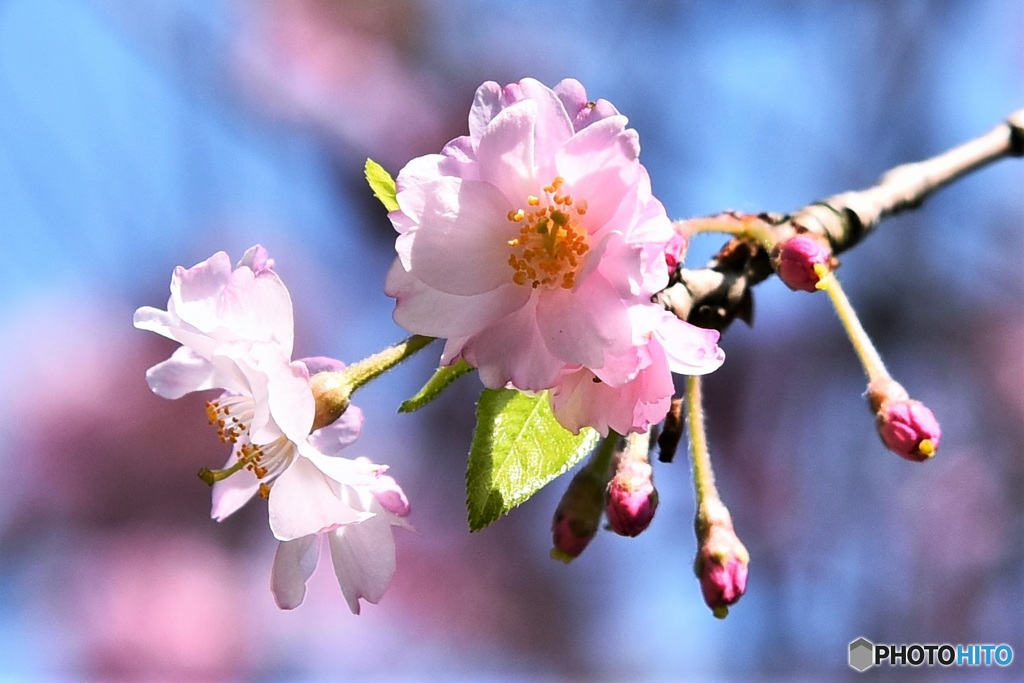 春の花   21-197