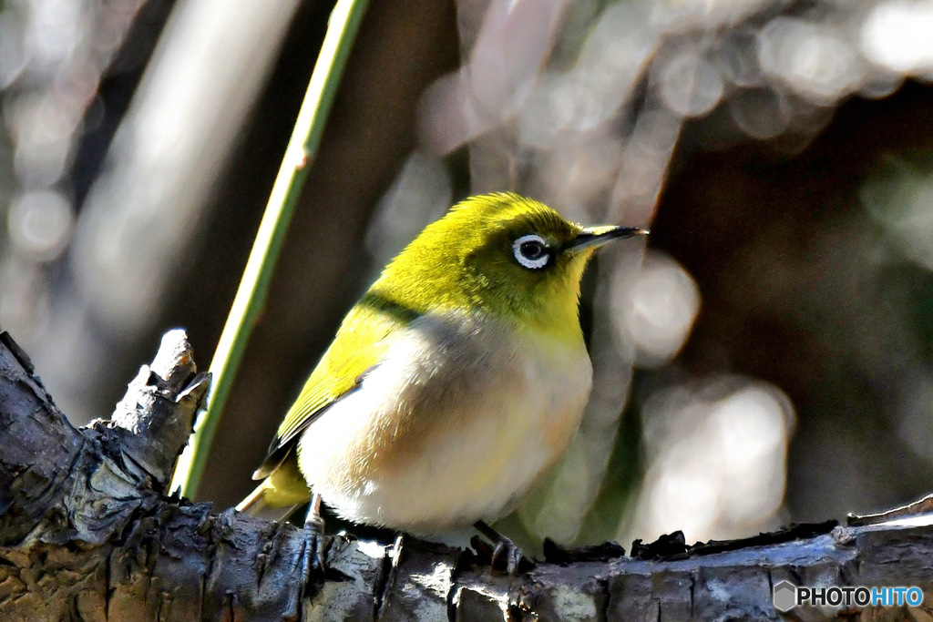 野山の鳥  メジ君