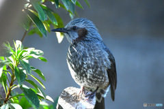 野山の鳥ヒヨさん