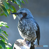 野山の鳥ヒヨさん