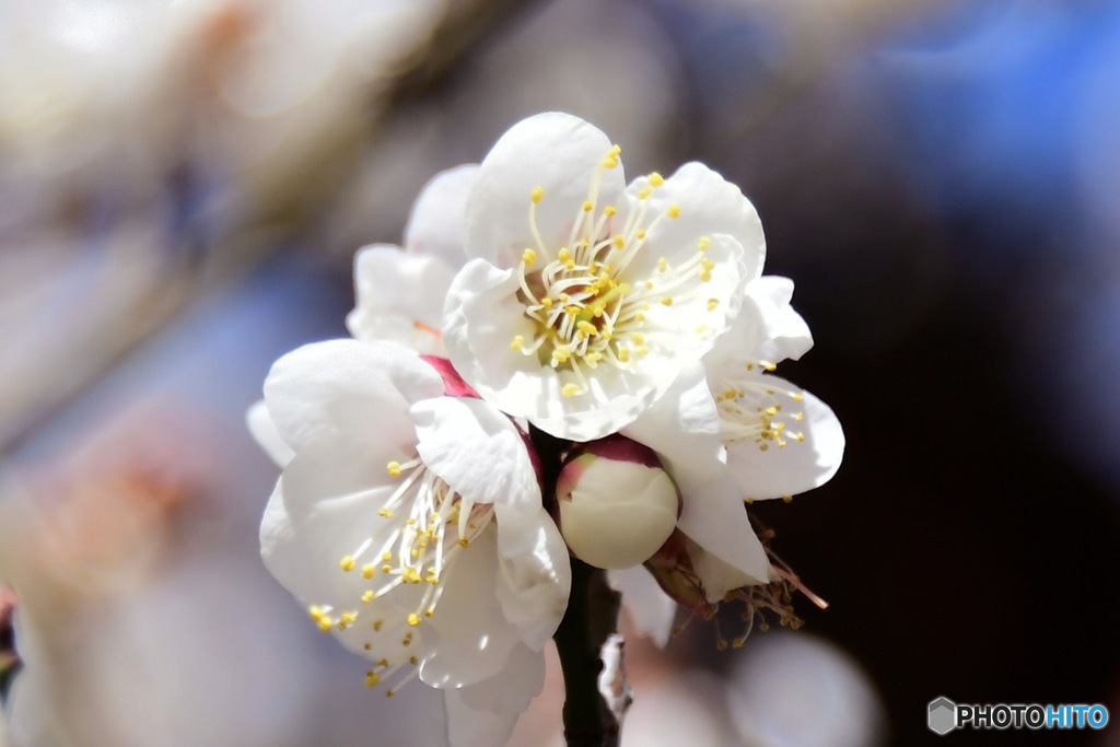 庭に咲いた白梅の花 