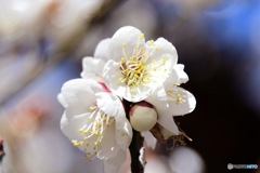  庭に咲いた白梅の花 
