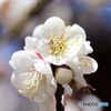  庭に咲いた白梅の花 