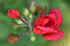 赤い花  21-456