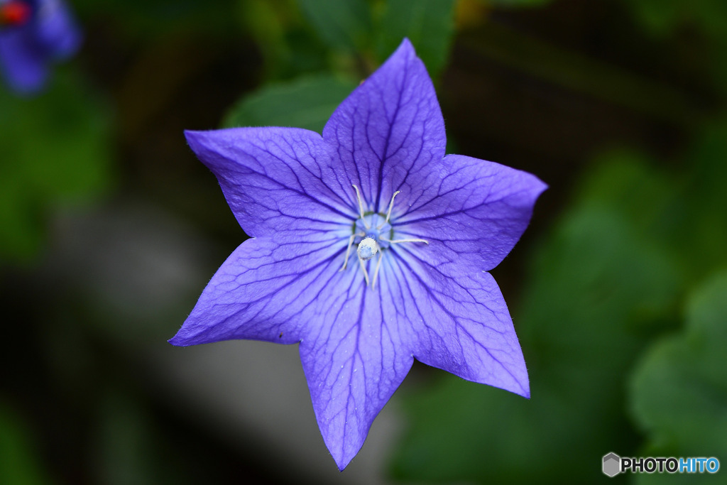 庭に咲いた 桔 梗の花   