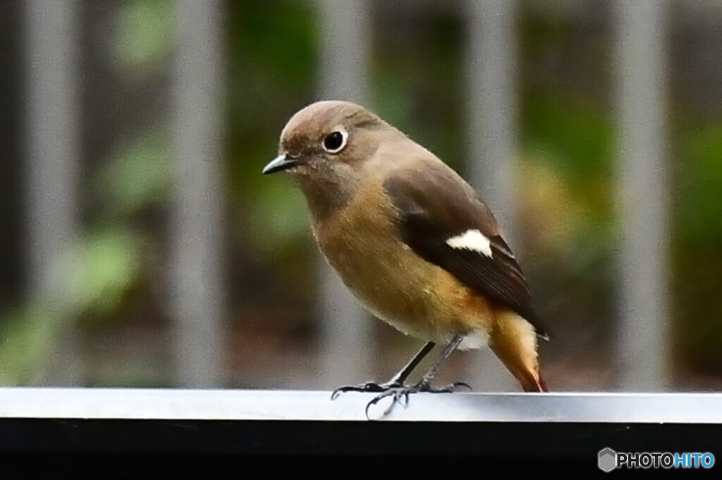 2020年今年初のジョビ子さん  555