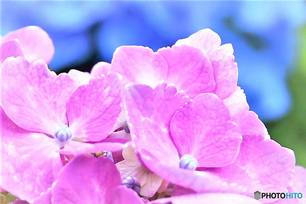 紫陽花の花 22-377  