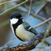野山の鳥  四十雀さん