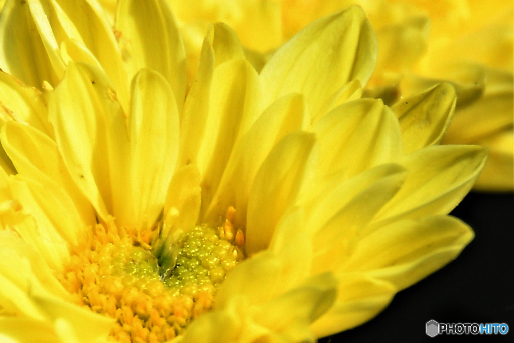 庭に咲いた菊の花 22-427