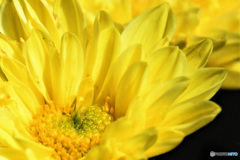 庭に咲いた菊の花 22-427