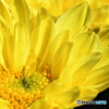 庭に咲いた菊の花 22-427