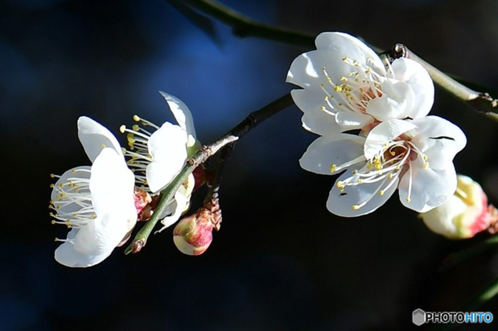 庭に咲いた梅の花 23-009  