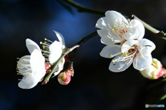 庭に咲いた梅の花 23-009  