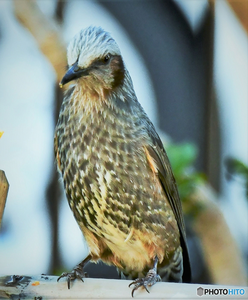 野山の鳥 22-230 ヒヨさん