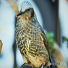 野山の鳥 22-230 ヒヨさん
