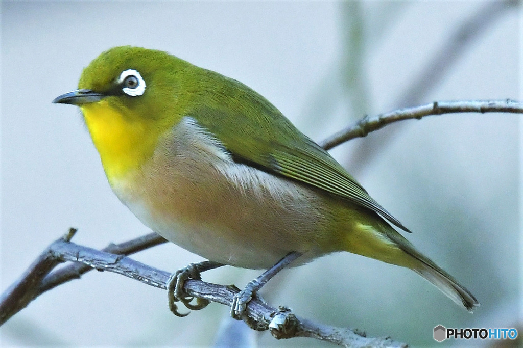 野山の鳥 23-031 メジ君