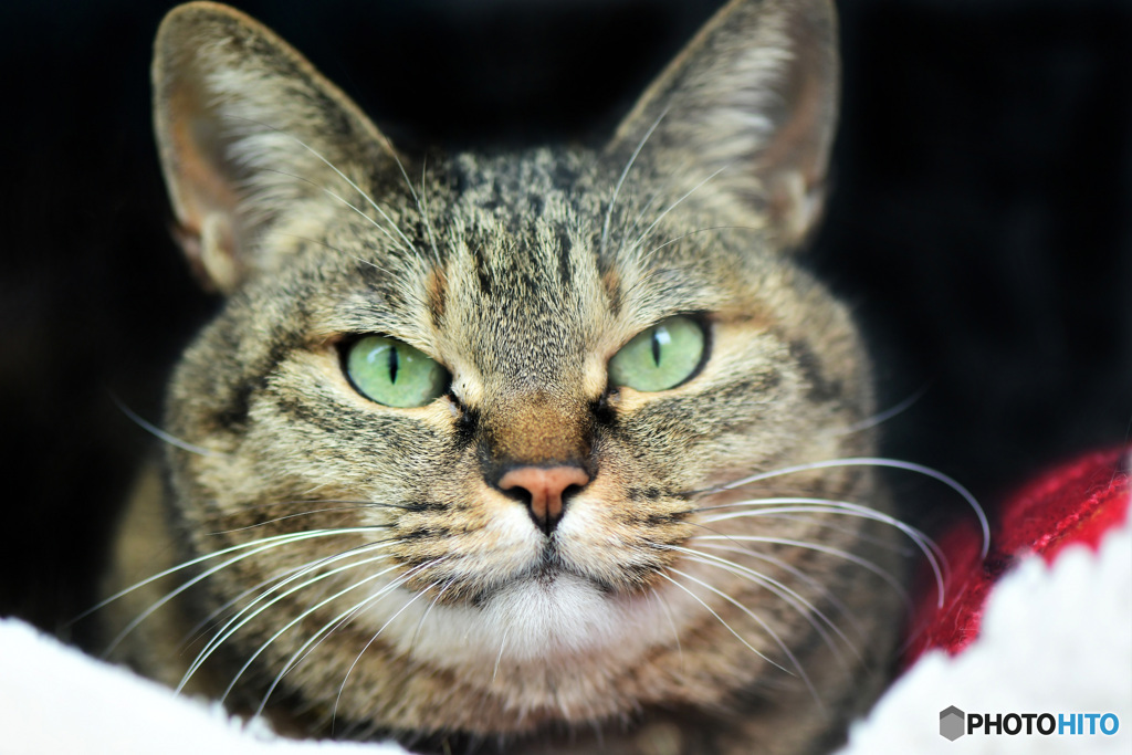 ニャンの日 　ニャンニャン