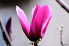 花開く紫木蓮