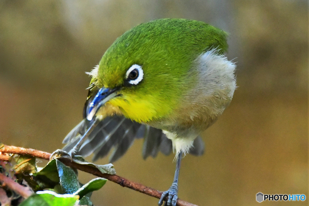 野山の鳥 23-103  メジ君