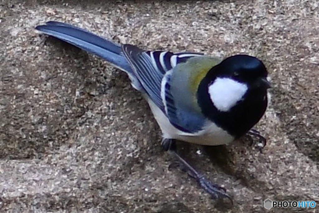 野山の鳥  21-224  シジュウカラさん