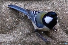 野山の鳥  21-224  シジュウカラさん