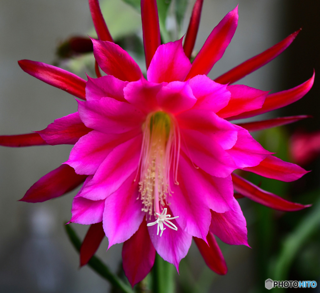 今年も咲きましたサボテンの花 22-329  