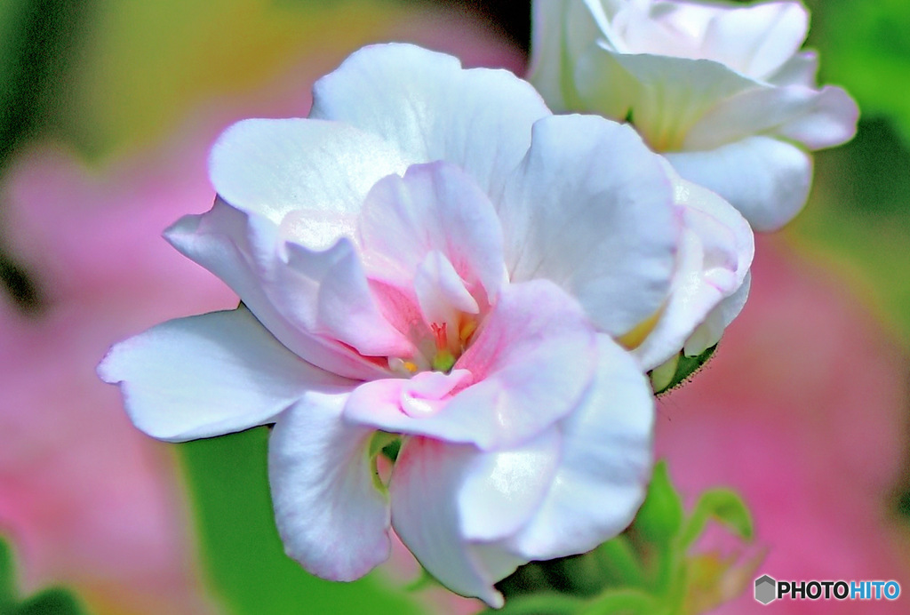 庭に咲いた春の花