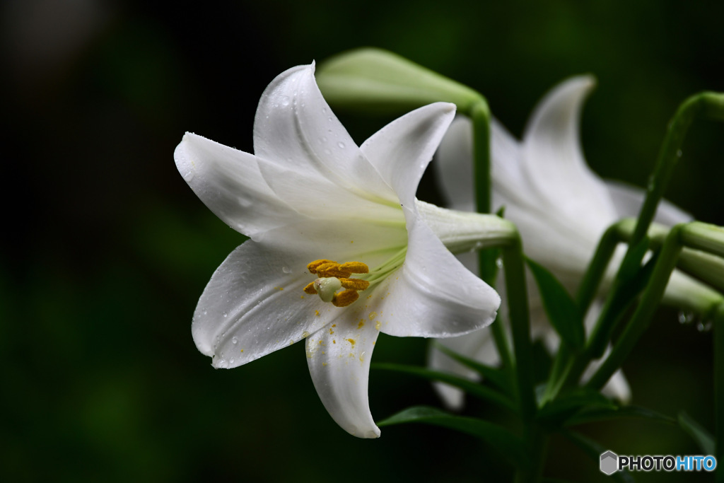  庭に咲いたユリの花 