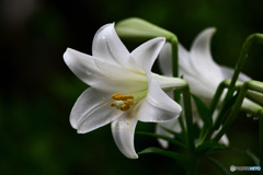  庭に咲いたユリの花 