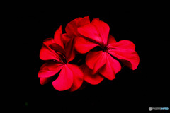  夏の暑い盛りから咲き続ける花   