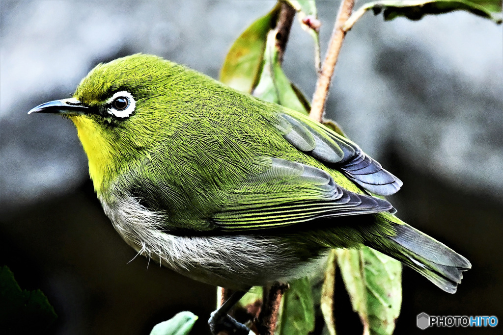 野山の鳥 22-157 メジ君
