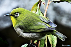 野山の鳥 22-157 メジ君