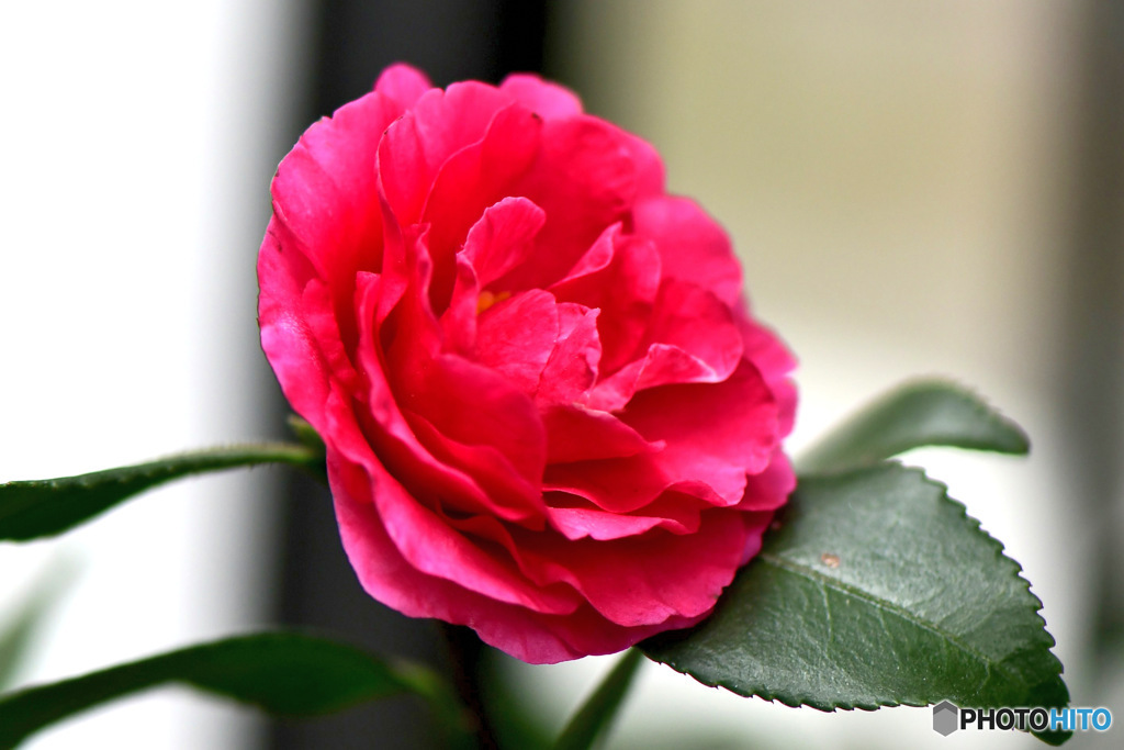 庭に咲いた山茶花の花