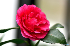 庭に咲いた山茶花の花