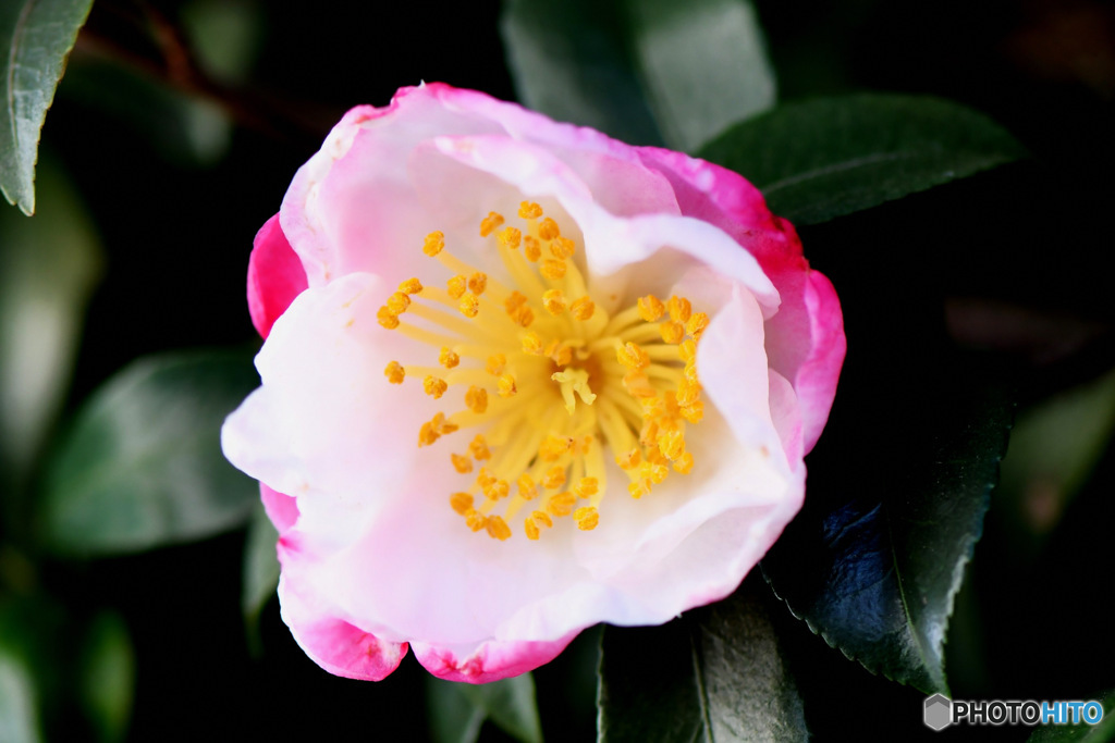 庭に咲いたサザンカの花