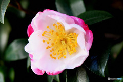 庭に咲いたサザンカの花