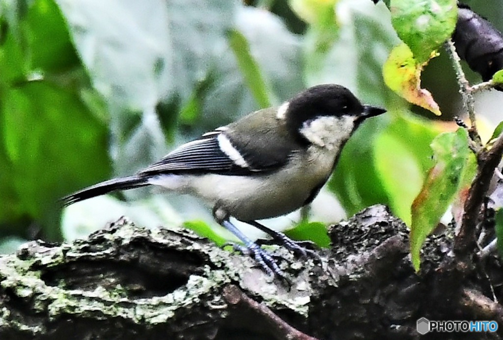 野山の鳥 四十雀さん 